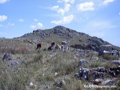 Postcard Guanaco Tandil