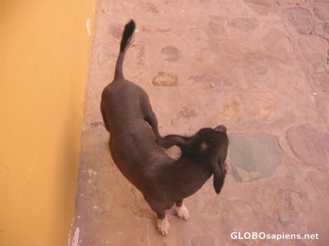 Postcard Nina, the hairless wonder
