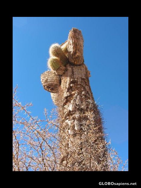 Postcard ancient cactus dying