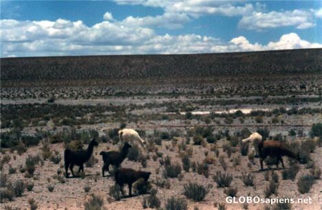 Postcard Las llamas