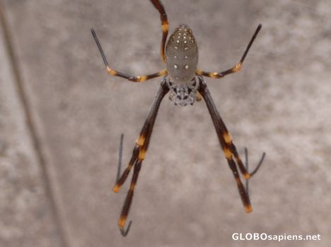 Postcard spider bite