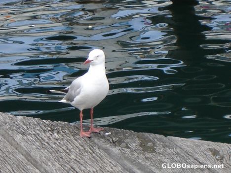 Postcard Lone Seagull