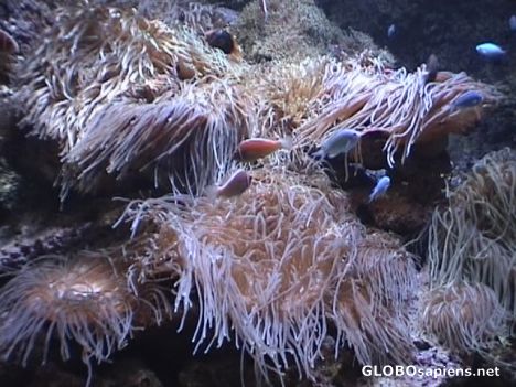 Postcard Aquarium
