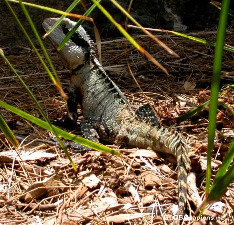 Postcard lizard