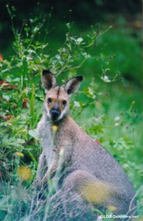 Postcard Kangaroo in my backyard...