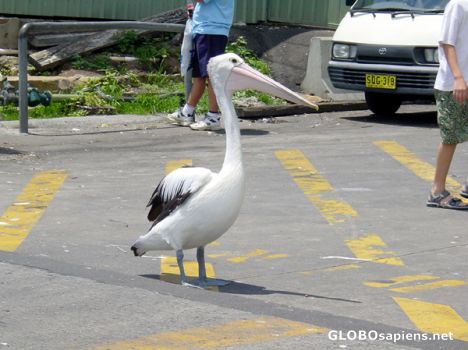 Postcard SYDNEY - Fish Market - THE PELICAN IS WAITING FOR