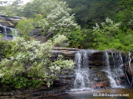 Postcard AUSTRALIE - BLUE MOUNTAINS -Wentworthfalls