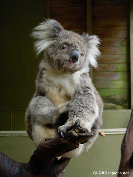 Postcard AUSTRALIE - KOALA