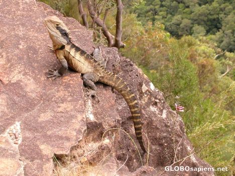 Postcard wentworth falls dragon