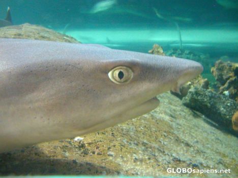 Postcard young shark close up