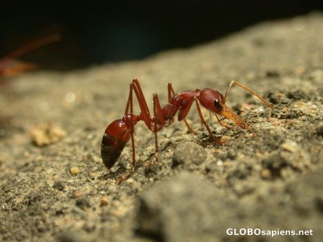 Postcard bull ant close up