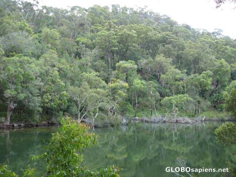 Postcard Kuring gai Chase National Park