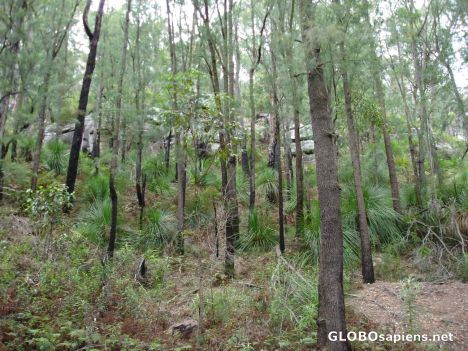 Postcard Kuring-gai Chase National Park