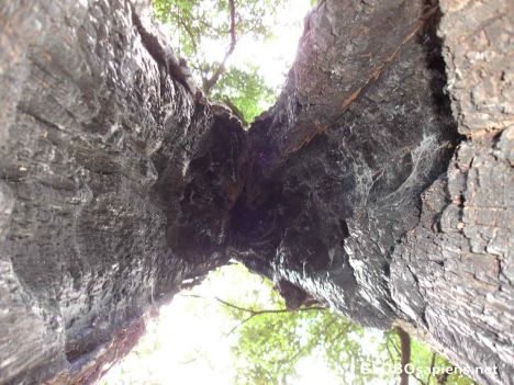 Postcard View from under the Tree thats split in half.. hmm
