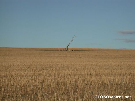Postcard lonely dead tree