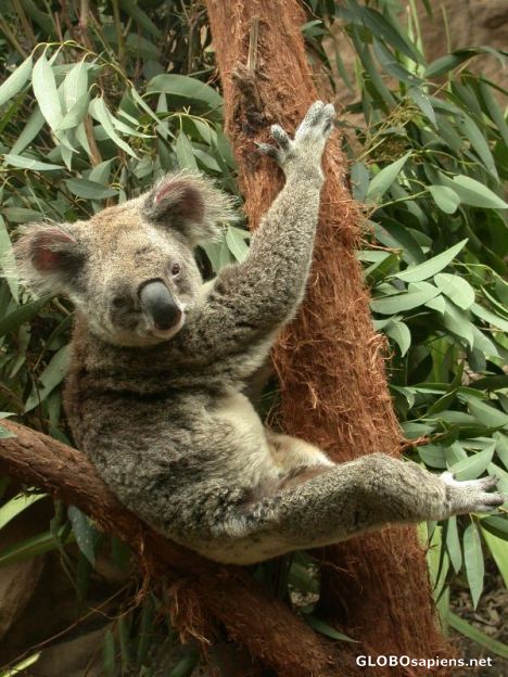 Postcard another australian marsupial