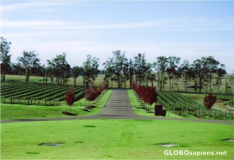 Postcard Tempus Two Vineyard