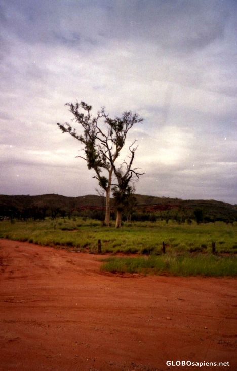 Postcard The Ghost Trees