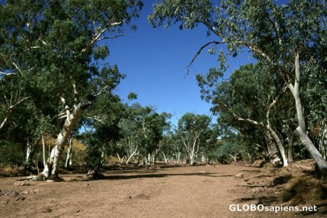 Postcard Redbank Gorge - riverbed of the Finke River