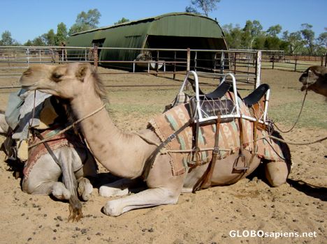 Postcard AUSTRALIE - ALICE SPRING - CAMEL FARM