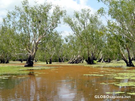 Postcard AUSTRALIE - YELLOW RIVER