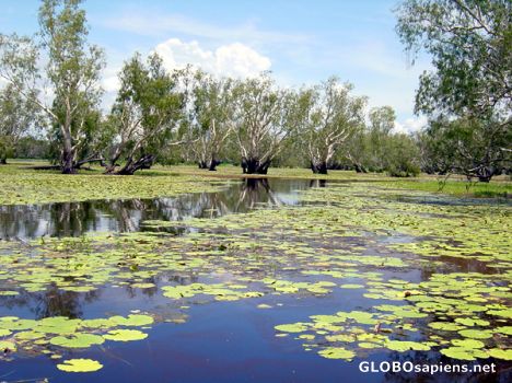 Postcard AUSTRALIE - YELLOW RIVER