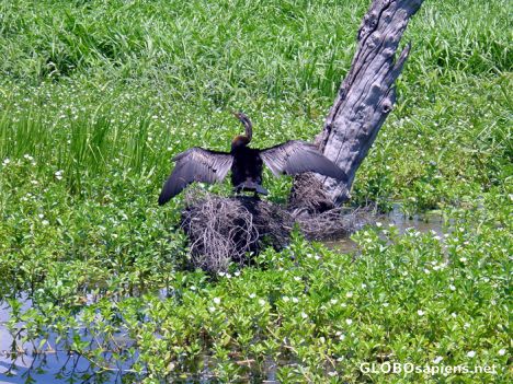 Postcard Kakadu Park - Yellow River