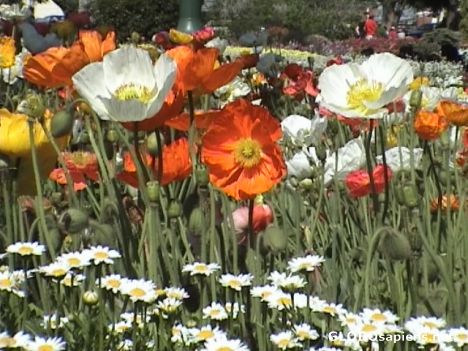 Postcard flowers