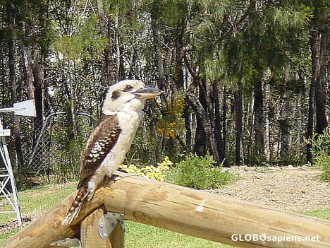 Postcard Kookaburra at Caloundra