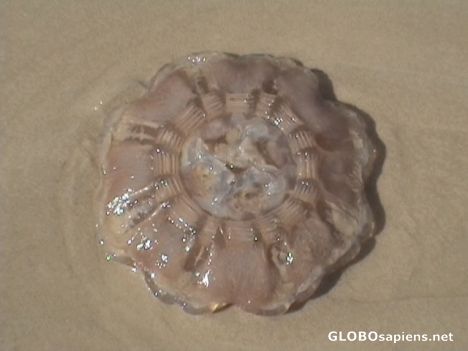 Postcard Jelly Fish