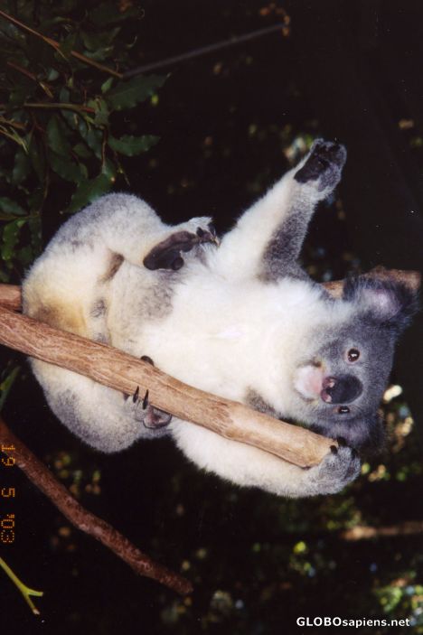 Postcard Cute Koala!