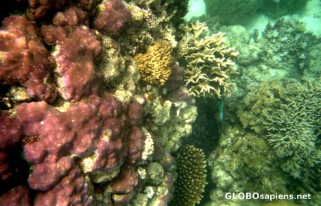 Postcard Views of the Great Barrier Reef