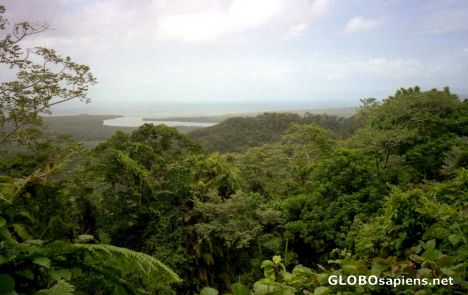 Postcard Daintree Rainforest