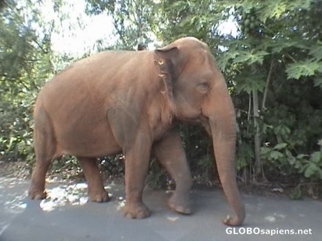 Postcard redfant