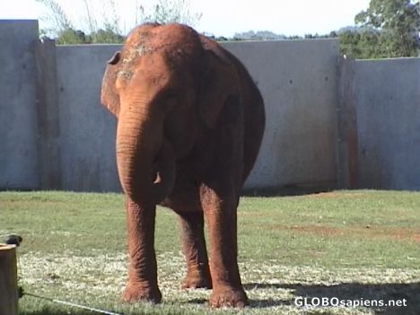 Postcard three legs redfant
