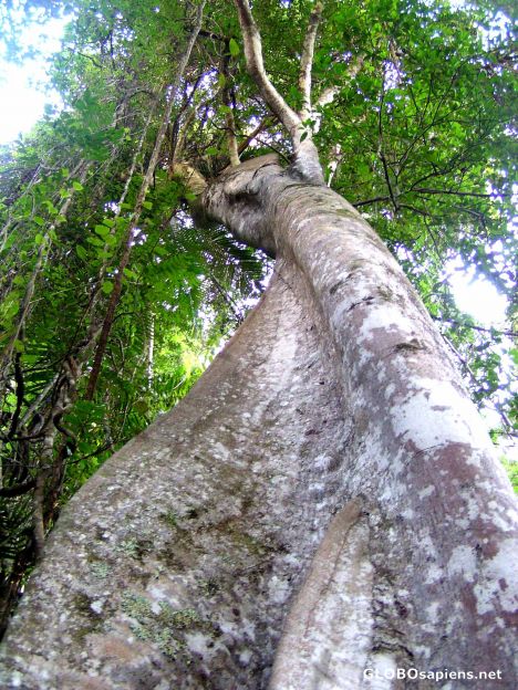Postcard Giant Fig Tree