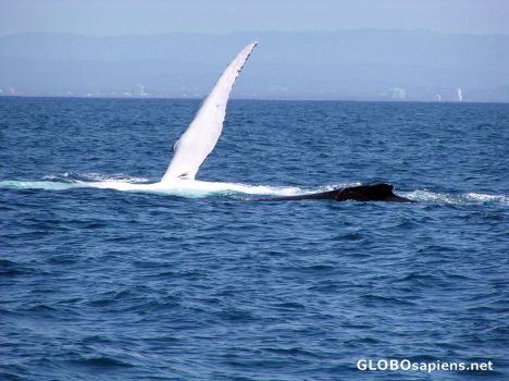Postcard Whale watching