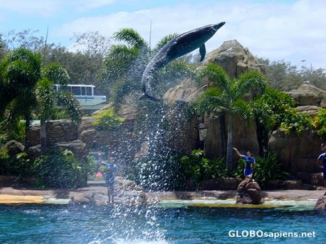 Postcard AUSTRALIE - DOLPHIN AT SEA WORLD