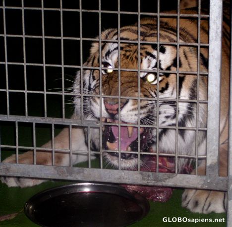Postcard Feeding time at Tiger island