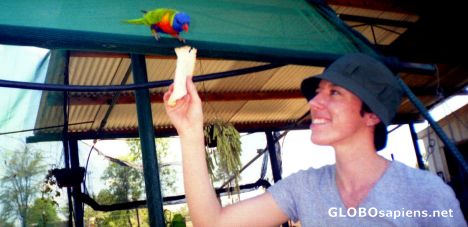 Postcard Feeding wild birds