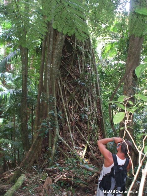 Postcard Rainforests of Coolangatta