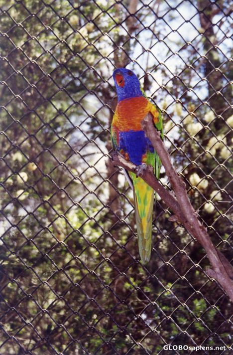 Postcard Rainbow Lorikeet