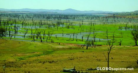 Postcard lake hume lot of trees not much water