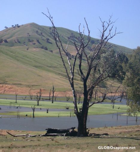 Postcard another dry tree