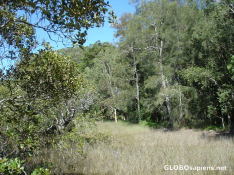 Postcard Wetlands & Swamp Forest