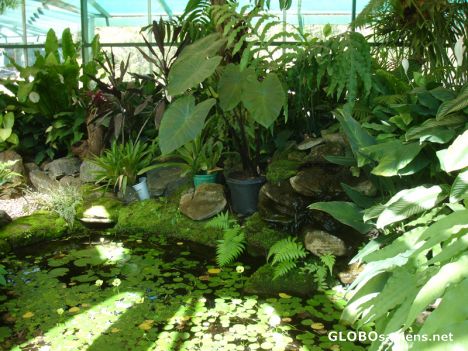 Postcard Tropical Plants in a Greenhouse