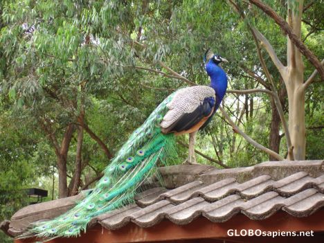 Postcard Beautiful Pheasant on a roof.