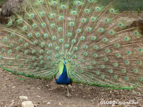 Postcard Pheasant Showing off its Feathers