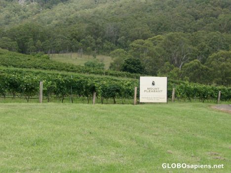 Postcard Mount Pleasant Vineyards