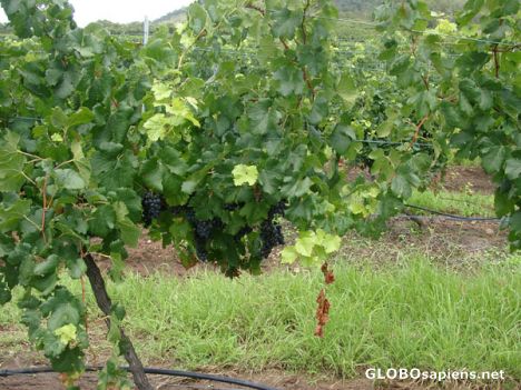 Postcard Grapes closeup in Mount Pleasant